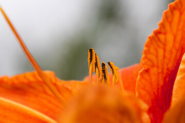 Wall Mural - orange lily flower