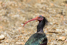 Northern Bald Ibis On A Summer Sunny Day In The Park. Ibis Head Close Up.