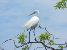 Beautiful Great White Heron Egret Atop A Tree On A Sunny Day