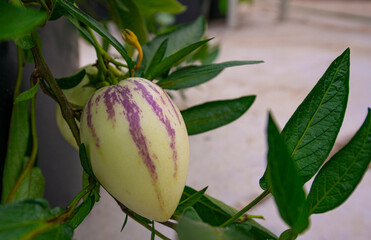 Wall Mural - pepino melons - Solanum muricatum with green leaves in the detail