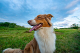 Fototapeta  - young australian shepherd dog on a meadow