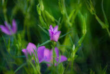 Sabatia Campestris, Texas Star, Prairie Rose-gentian, Prairie Sabatia, Meadow Pink