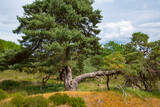 Fototapeta Natura - Dutch summer landscape with trees, green grass and blue sky - Limburg, Maasduinen