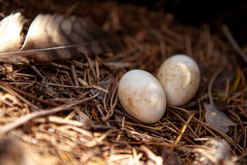 Two eggs in a nest.