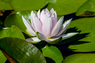 Sticker - Beautiful  waterlily or lotus flower in pond.