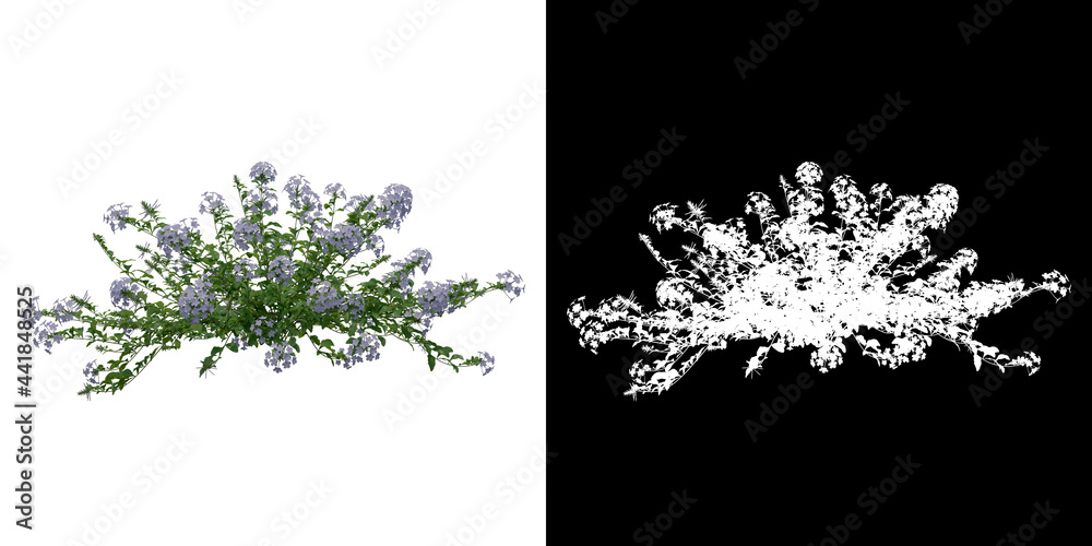 Plant Alpha Pattern Left view of Plumbago Auriculata Plant PNG with alpha channel to cutout ...
