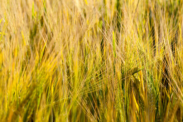 an agricultural field sown with unripe wheat cereals