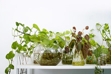 Modern interior decoration with various houseplants in water propagation