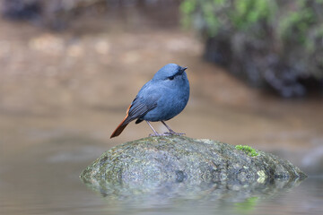 Wall Mural - Plumbeous Water Redstart, the beautiful blue bird standing on the mossy rock in the stream with water moving in blur background