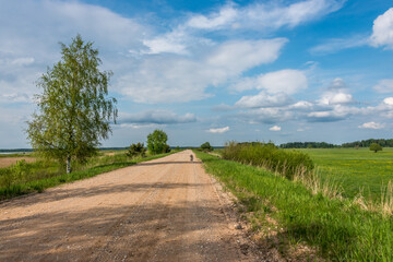 Wall Mural - Golden Retriever on a Rural Dirt Road