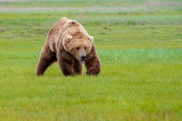 Wall Mural - alaska peninsula brown bear or coastal brown bear