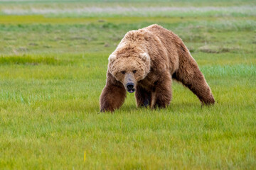 Wall Mural - alaska peninsula brown bear or coastal brown bear