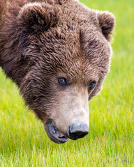 Wall Mural - alaska peninsula brown bear portrait