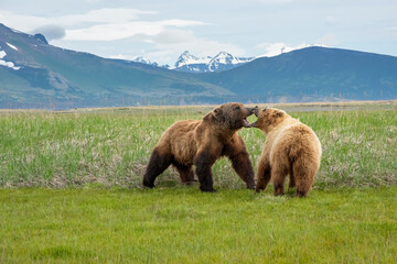 Wall Mural - alaska peninsula brown bears mating ritual