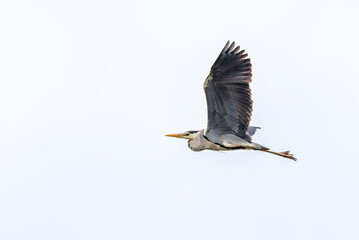 Wall Mural - Grey Heron Flying in a Cloudy Sky