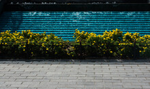 Cobblestone Pavement Lined With Yellow Flowers