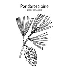 Wall Mural - Ponderosa pine or western yellow-pine pinus ponderosa , state tree of Montana