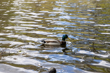 Wall Mural - Drake duck swims on the lake. Summer day.