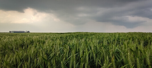 Panorama of storm clouds over grain fields