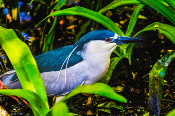 Black Crowned Night Heron Looking For Fish Florida