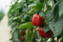 Red Peppers Hanging On Branch