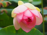 Fototapeta Tulipany - 蓮の蕾