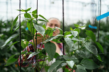 Greenhouse Worker Checking Pepper Leaf