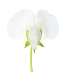 White flower of Pisum Sativum (Pea)  isolated on white background. Close-up.