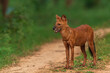Wild Dog or Indian Dhole or Whistling Hunter from Nagarhole National Park Karnataka India