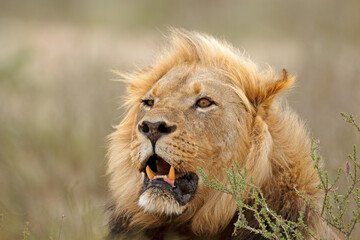 Wall Mural - portrait of a big male african lion (panthera leo), kalahari desert, south africa.