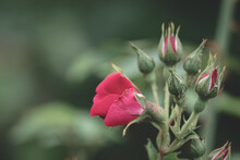 Red Rose Bud. New Rose Bud. Young Graceful Spray Rose. A Small Bud Of A Blooming Flower. Magic Garden. Natural Background. Beautiful Flower, On A Flowerbed, Close-up. Space For Text