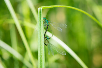 Coenagrion puella. two dragonflies on a green grass. a pair of dragonflies mate in a bright and green natural environment. close-up. light green background. blue and yellow dragonfly. place for text