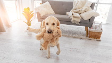 Sticker - Golden retriever dog at home interior