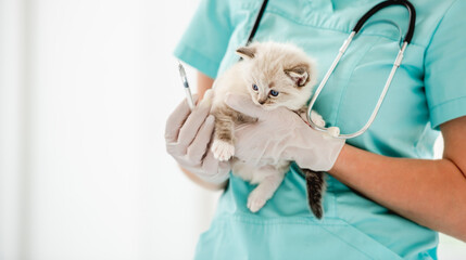 Wall Mural - Ragdoll kitten at veterinerian clinic