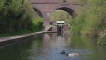 Canadian Geese Bathing In A Canal With Giant Brick Bridge Background