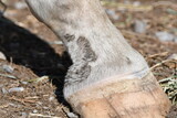 Fototapeta  - Horse foot showing mud foot or pastern dermatitis before treatment