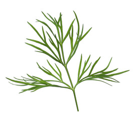 Sprig of fresh dill isolated on white