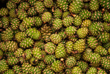 Seamless Background Of Green Pine Cones