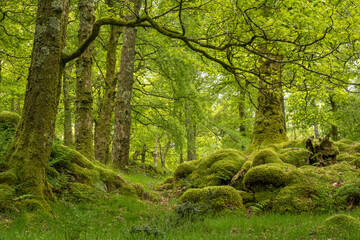  green forest on a spring morning 2555