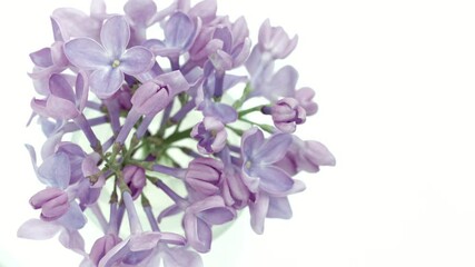 Sticker - Lilac flowers bunch on white background. Beautiful opening violet Lilac flower Easter design closeup. Beauty fragrant tiny flowers open closeup. Nature blooming macro flowers backdrop. Time lapse 4K