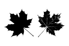 Black Leaves Silhouette Isolated On White Background. Realistic Foliage. Canadian Maple. Stencil Plant. Vector Illustration, EPS 10.