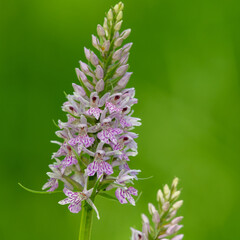 Close up of a common spotted orchid (dactylorhiza fuchsii) flower in bloom