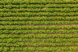 Aerial view of blooming potatoes crops on field