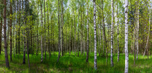Beautiful Birch Forest Panorama, Meadow And Road
