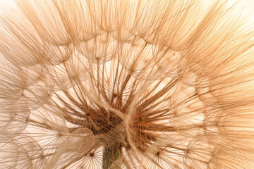 Beautiful fluffy dandelion flower on beige background, closeup
