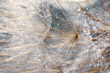 Beautiful Fluffy Dandelion Flower With Water Drops As Background, Closeup