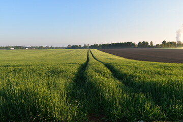 field of wheat in the morning