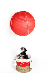 Wall Mural - dog flying in a hot air balloon 