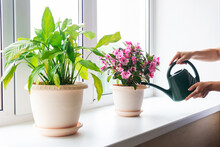 Cropped Shot Of Women's Hands Watering A Pink House Plant In Flowerpots With A Green Watering Can On The Windowsill. Interior. Sunny Day. Selective Focus