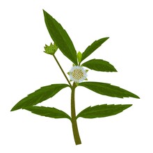 Ta Alba, Eclipta Prostrata Or Bhringraj, Also Known As False Daisy, In Indonesia Called (Urang Aring), Is A Herbal Medicinal Plant That Is Effective In Ayurvedic Medicine. Vector Illustration.